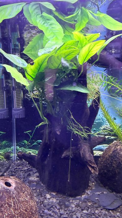 Aquário 40L plantado, material premium + acessórios (2 Neritinas)