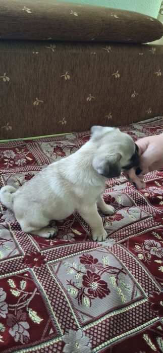 Продам щенка мопса 2 месяца девочка.