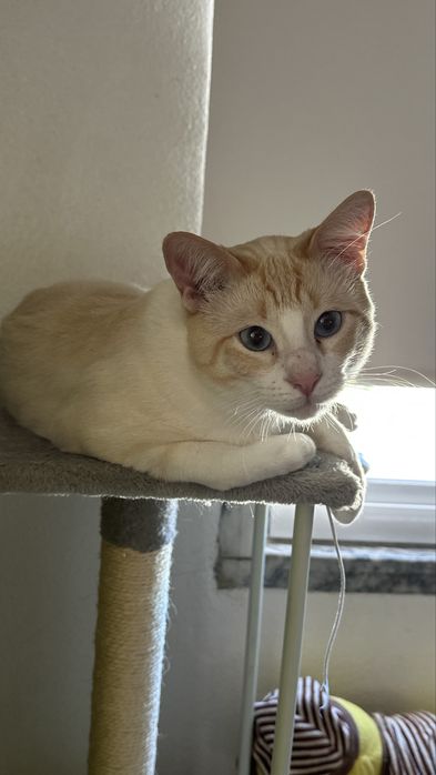 Gato para adocao responsável