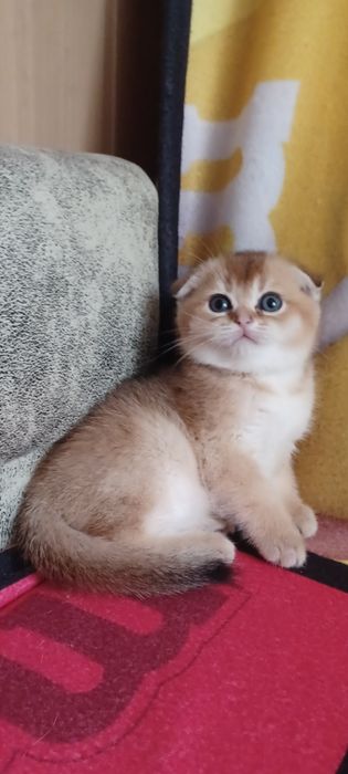 Золотая шиншила девочка