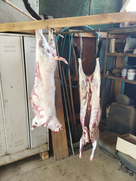 Вівця, баран, ягнята, баранина