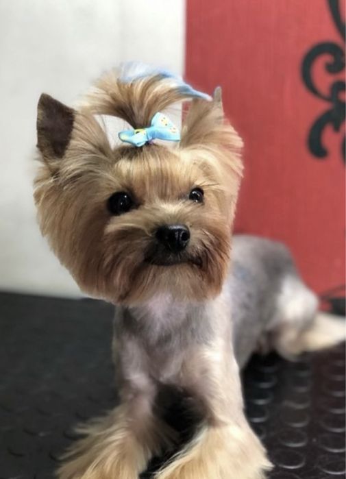 Крихітка йорік готовий до переїзду)