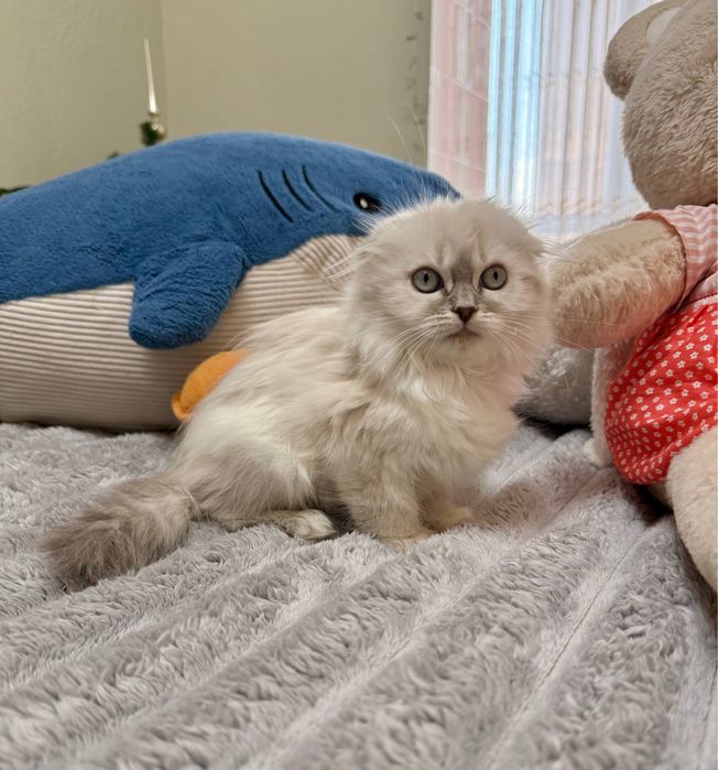 Шотландське висловухе кошеня