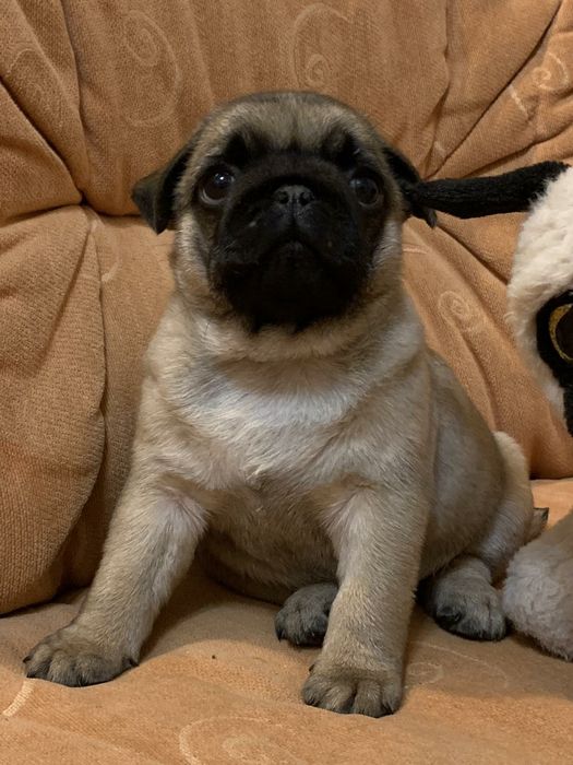 Бомбезні мопсики