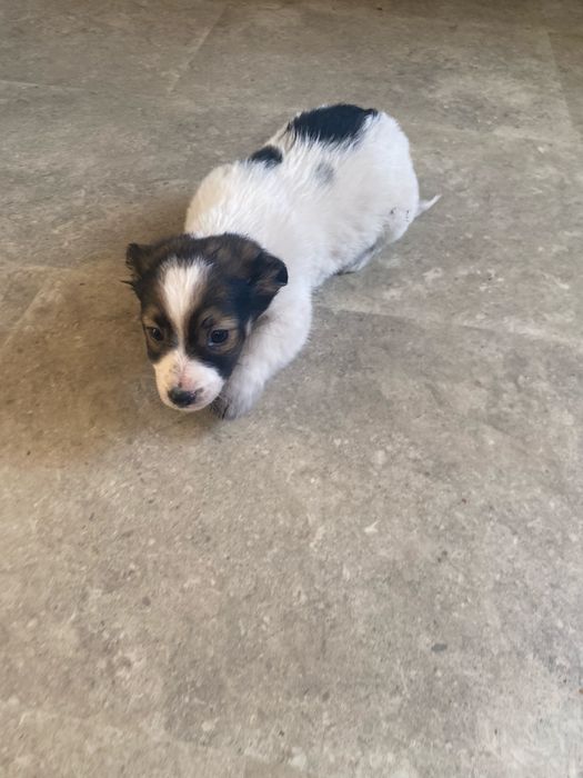 Oddam śliczną suczkę w dobre ręce