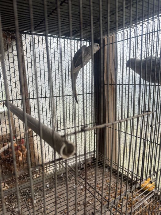 Vendo casal red ramp