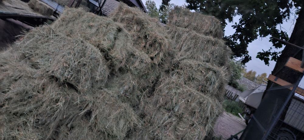 Siano w kostkach DRUGI Pokos POtraw ( paczki kostki)