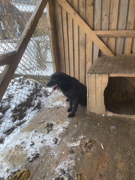 Віддам бескоштов