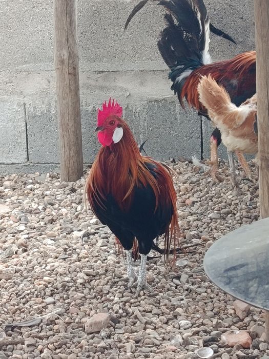 Vendo casal de fenix