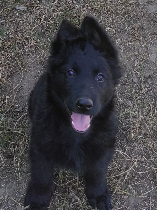 Щенки немецкой черной овчарки.