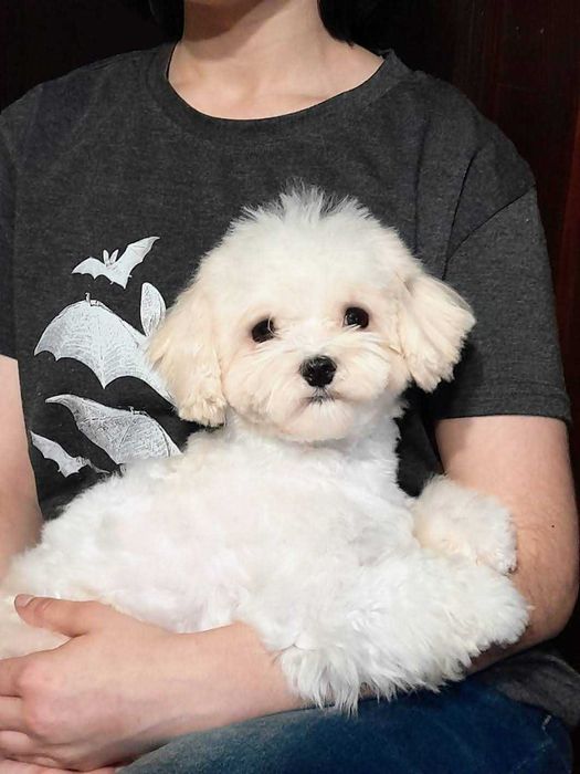 Maltańczyk 15 mies.  piesek FCI