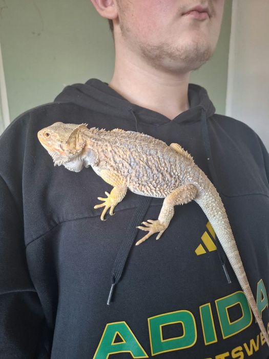 Agama brodata plus terarium