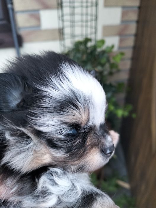 Szpic miniaturowy. Pomeranian. Sunia.