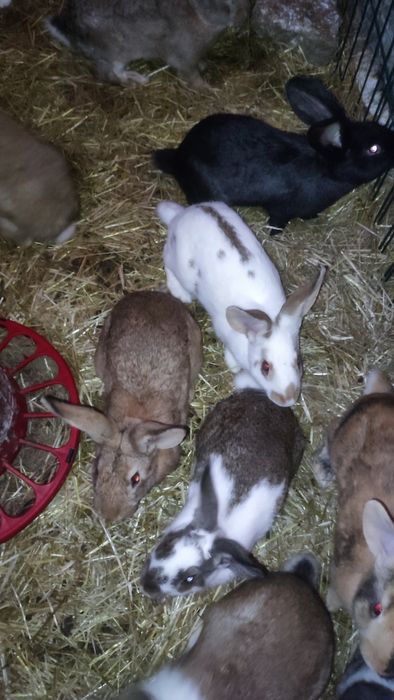 Vendo coelhos caseiros