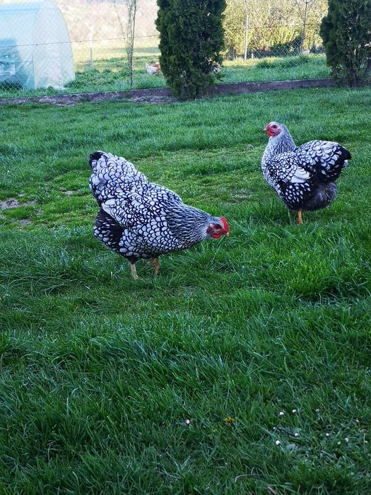 Kury Wyandotte srebnołuskowane olbrzymie jaja lęgowe, pisklęta