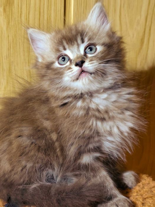 Ragdoll Cherubim Seal Lynx rodowód międzynarodowy