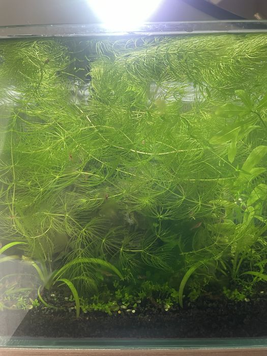 Camarões Neocaridina vermelhos