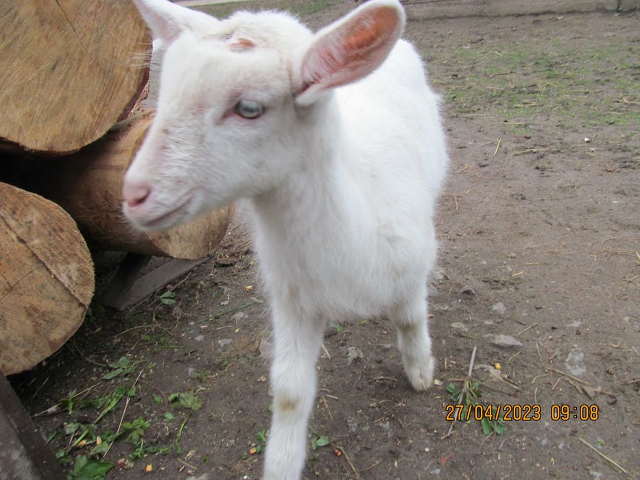 Кози, козенята зааненські