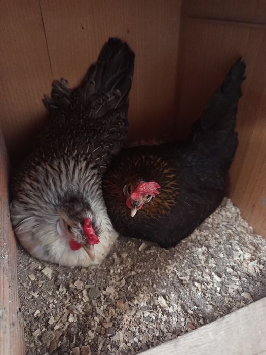 3 fêmeas soltas mini coquiche dutch bantam