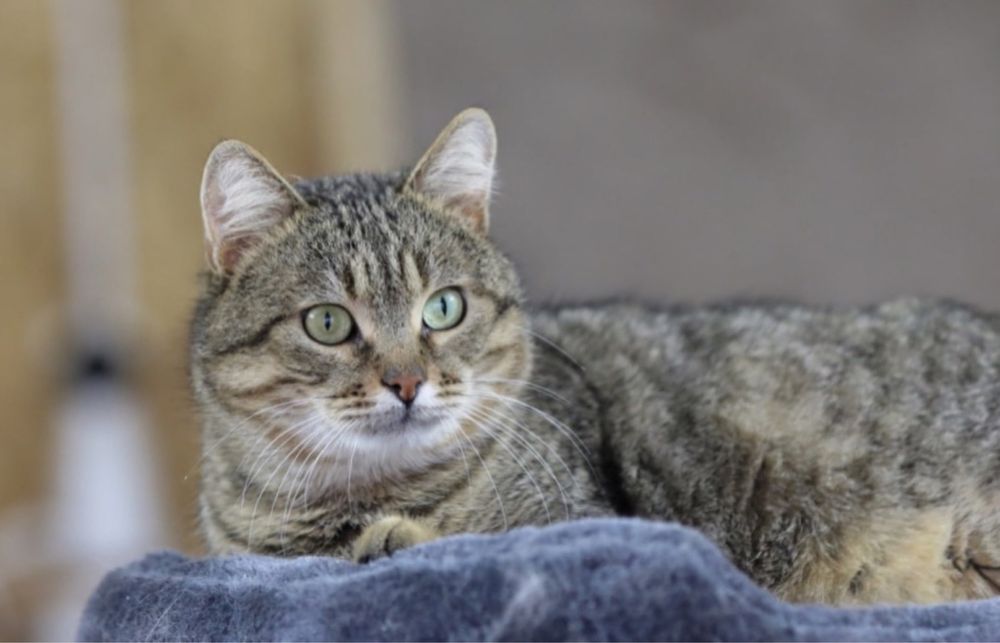 Месси 2 года, шикарный веселый котенок