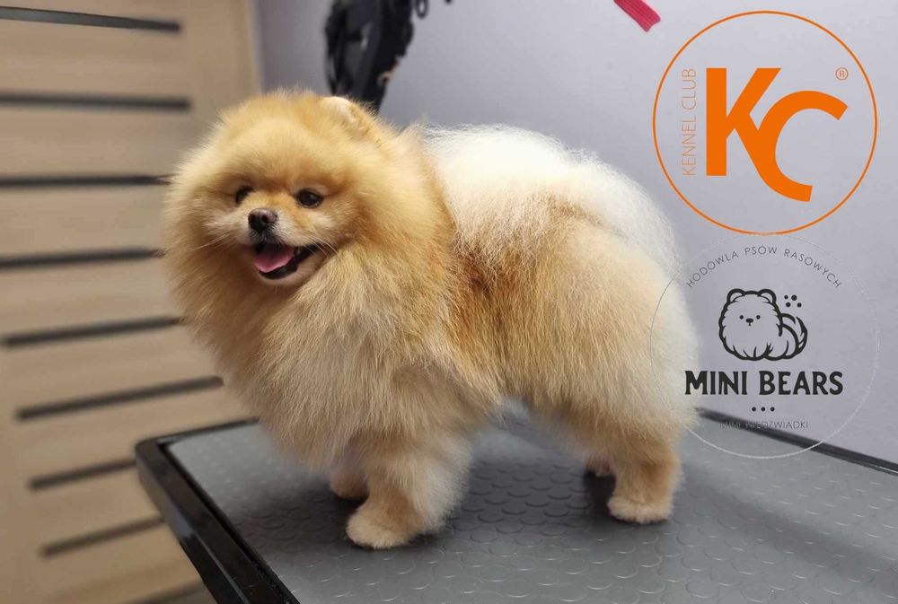Szpic Miniaturowy Pomeranian Reproduktor Krycie