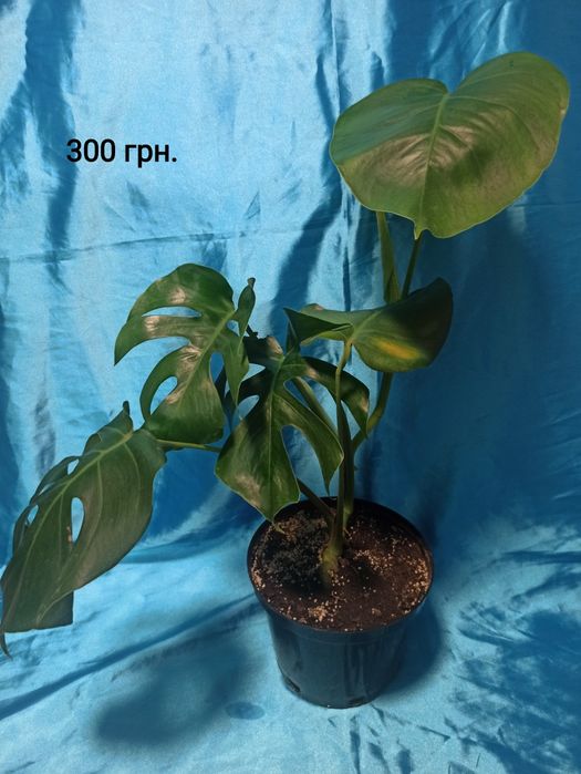 Продам комнатную монстеру