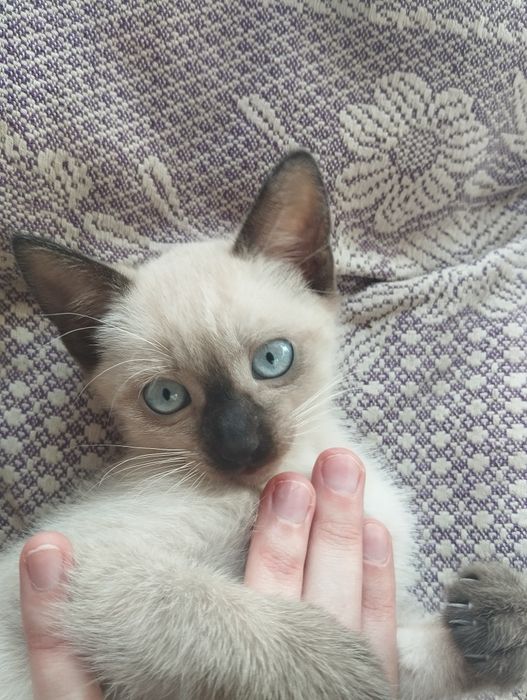 «сіамське кошеня »