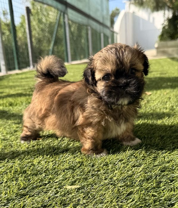 Shih-Tzu Macho disponivel