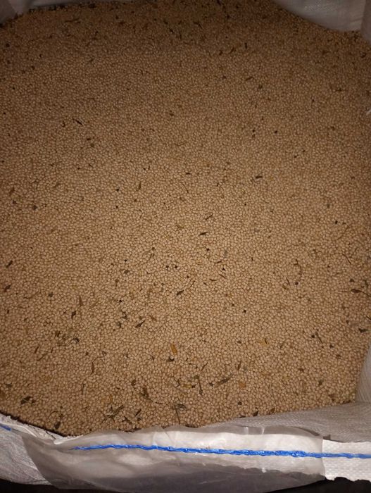 Łubin żółty wąskolistny poplon