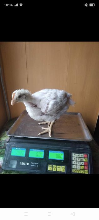 Продамо бройлери