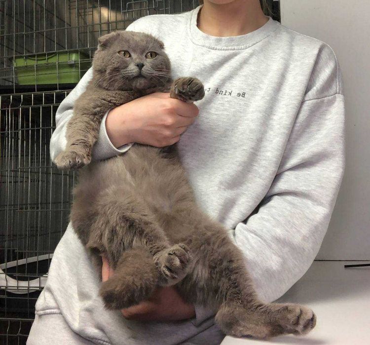 Дивовижний красень! шотландський висловухий котик Яша