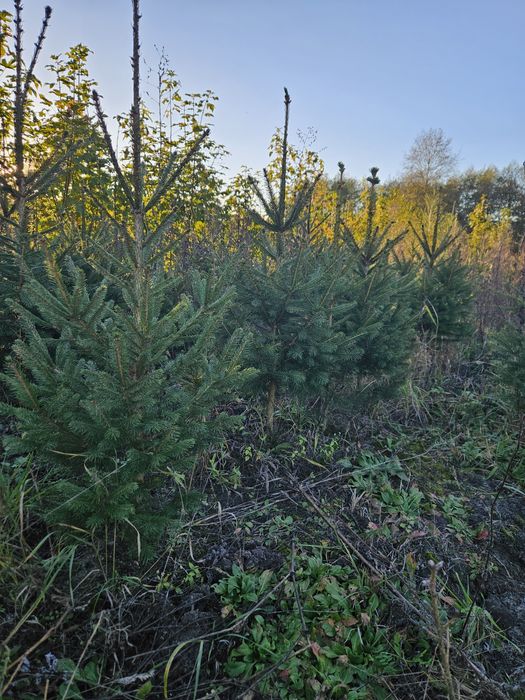 Świerk zwykły szkółkowany sadzonki