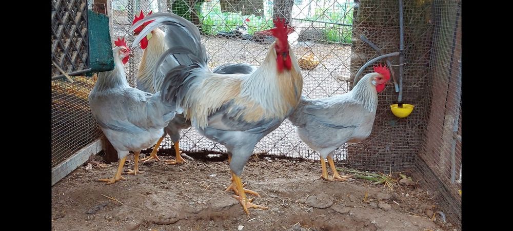 Ovos galados galinhas leghorn Isabela e brown