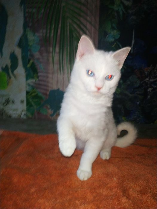 Допоможіть в перетримкі за кішками.