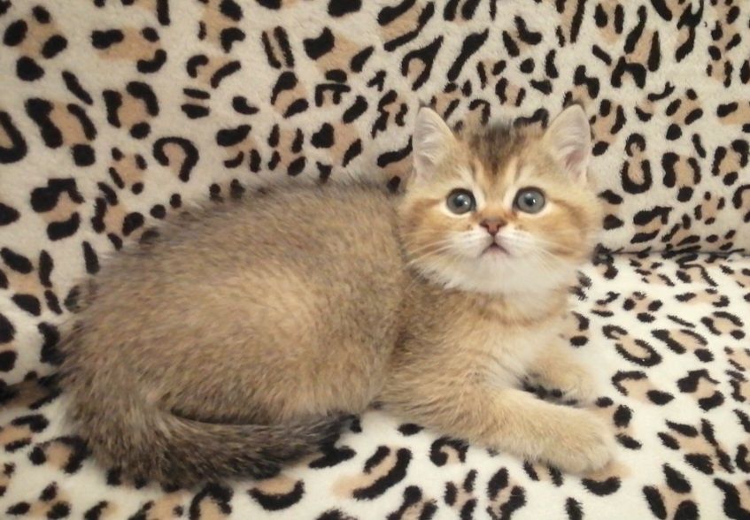 Красатун золотая шиншилла