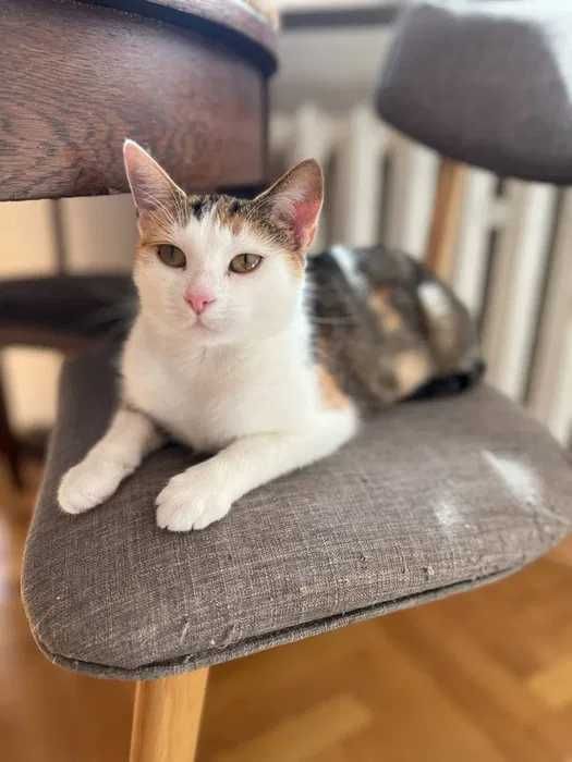 Kotka z bajki - Kania