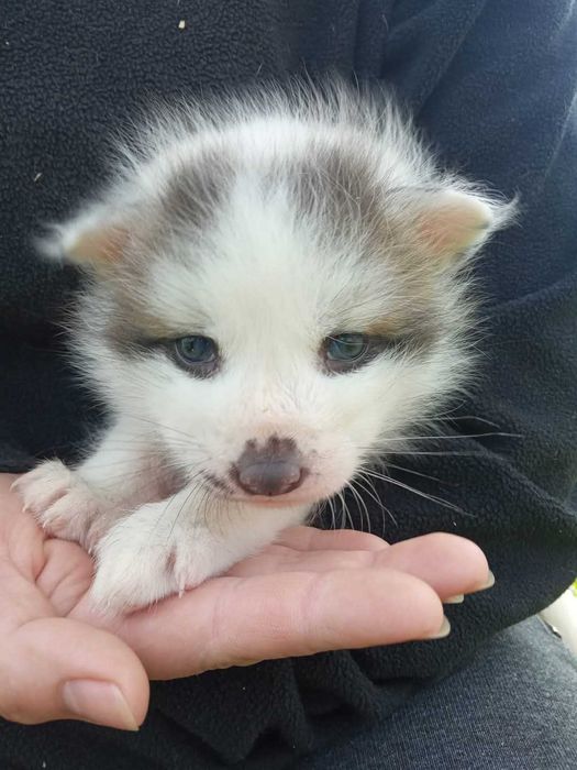 Lis, liski, lisek Hodowla domowa Marble Fox, różne odmiany