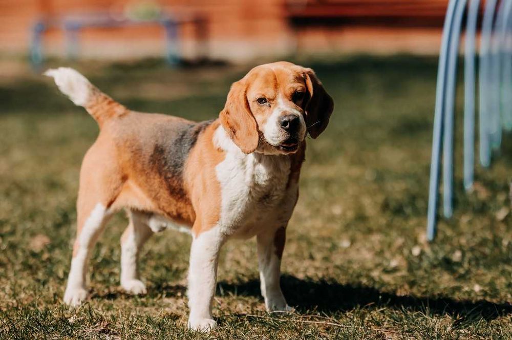 Kontaktowy, towarzyski Daktyl w typie Beagle poleca się do adopcji!!!