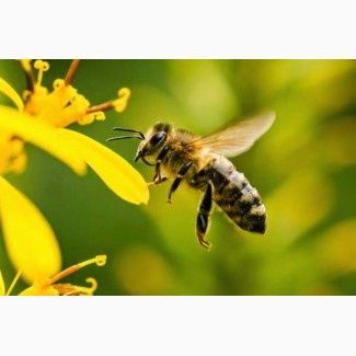 Приймаємо замовлення на матки Карніка ф1