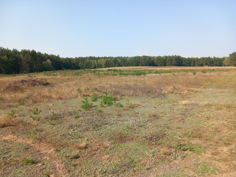 Działki siedliskowe w Borach Tucholskich
