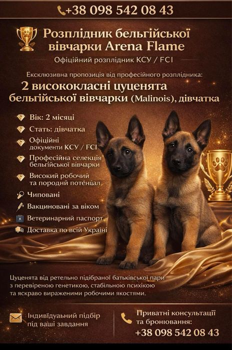 Цуценя Малінуа від чемпіонів України Бельгійська вівчарка