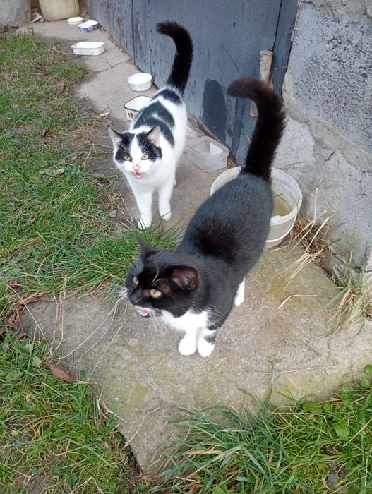 Віддам у добрі руки