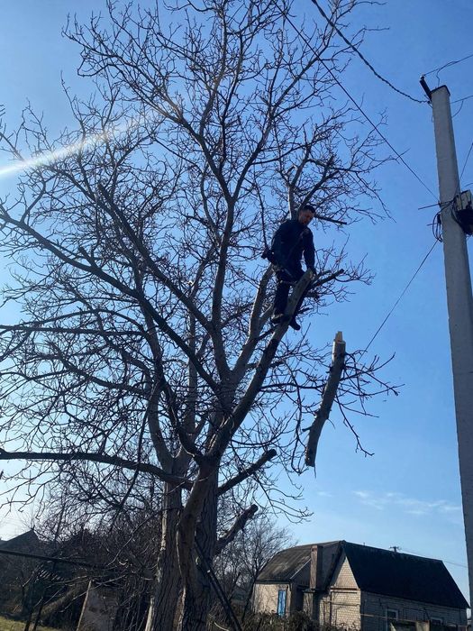 Спил дерев, гіляк, аварійних, сухих, проблемних, складних