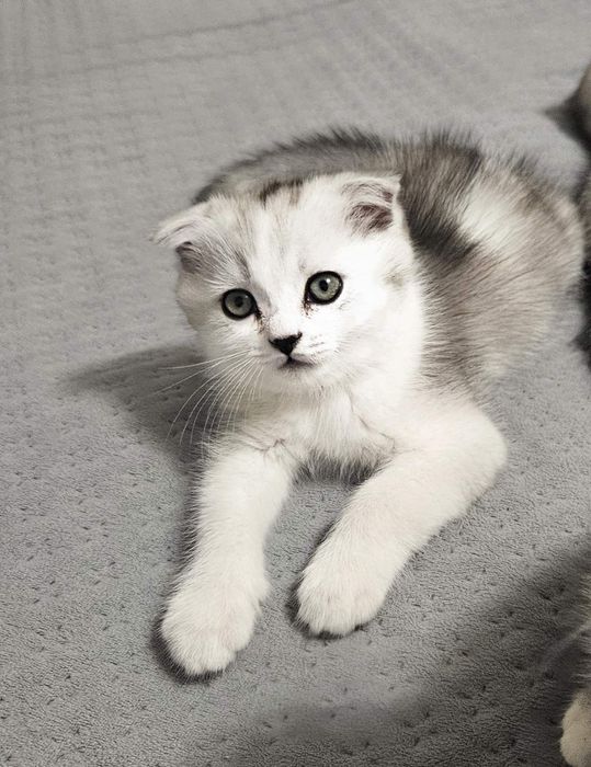 Шотландські кошенята