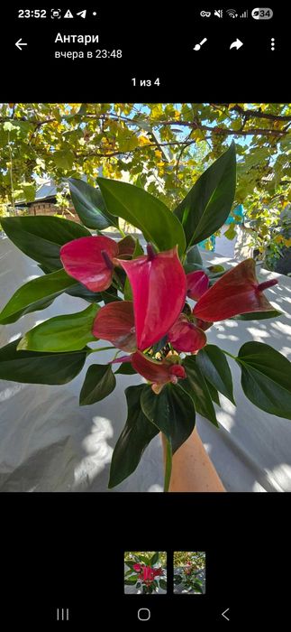 Антурiуми укорiненнi, шикарнi!