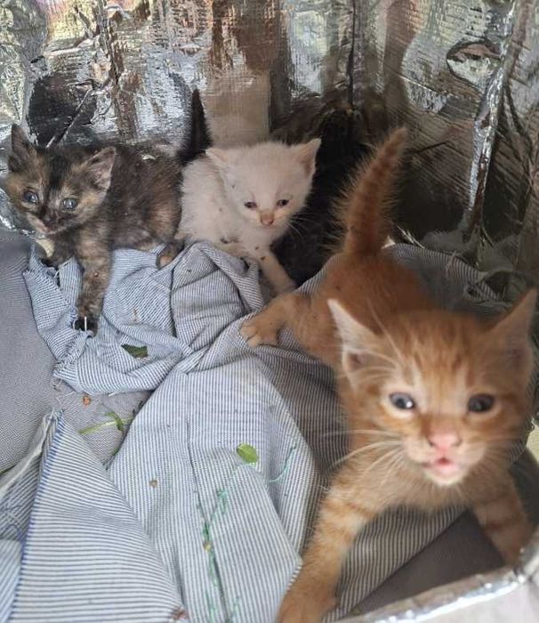 Gatinhos para adoção