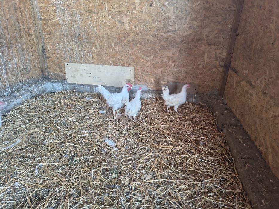 Kogutki leghorn odchowane