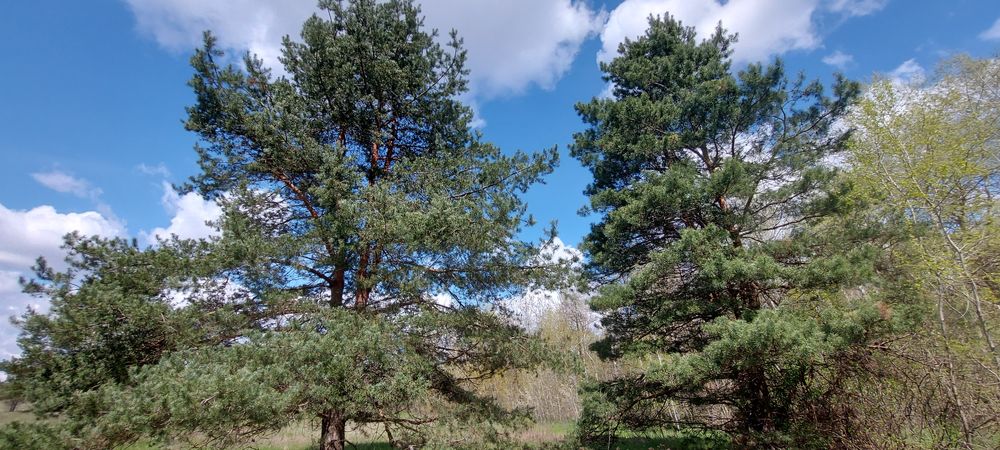 Продам власну садову ділянку