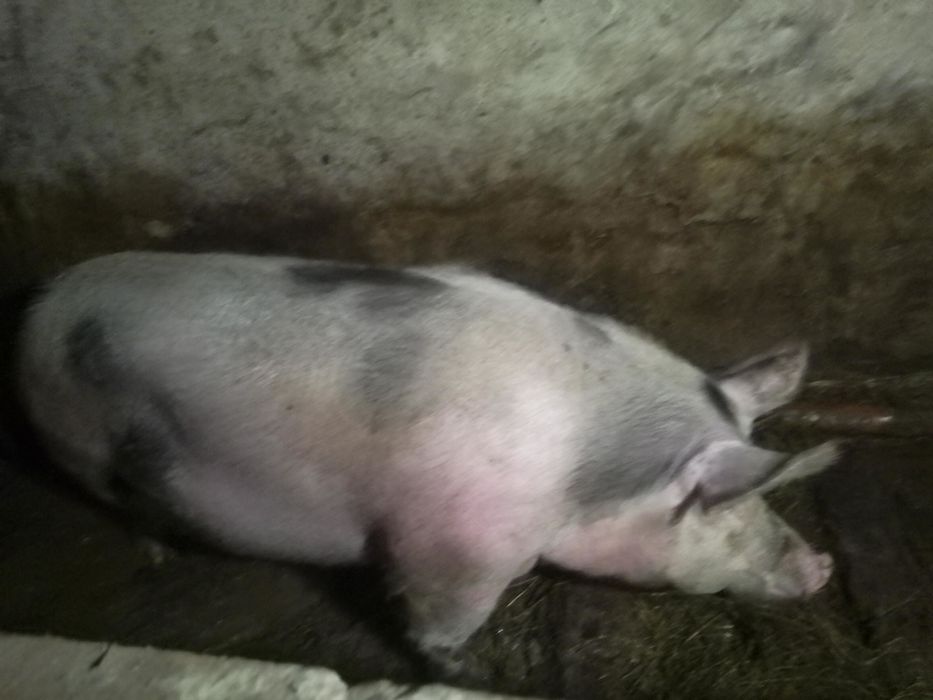 Свині живою вагою.