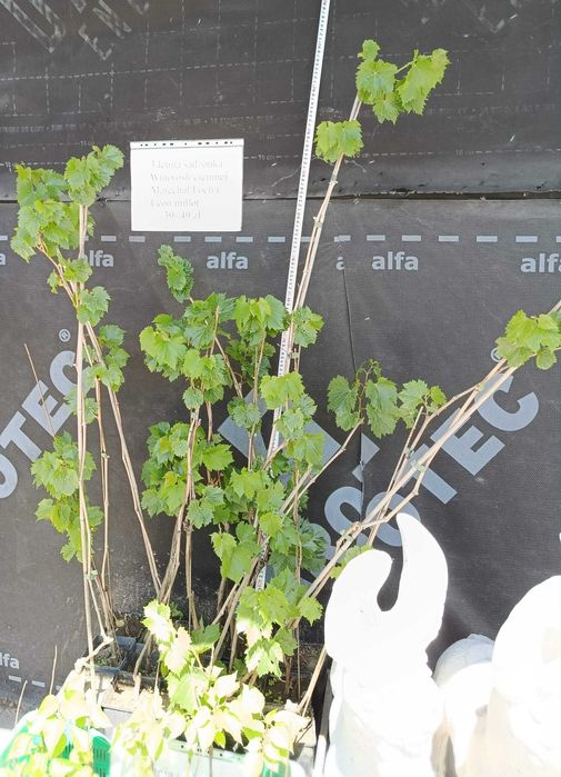 Sadzonka trzyletniej winorośli ciemnej 50-150 cm